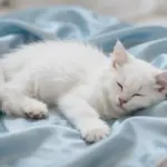 8 Absolutely Adorable Names for Kittens That Everyone Will Love