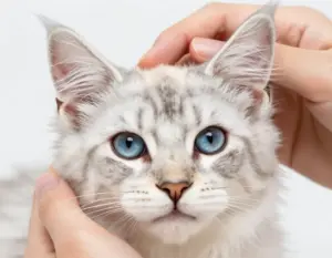 Read more about the article 7 Things to Check Before Buying Cute Kittens for Sale