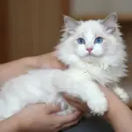 7 Breeds of Fluffy Little Kittens That Look Like Living Cotton Balls