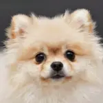 9 Adorable Cute Puppy for Wallpaper Pics to Brighten Your Screen