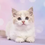 9 Irresistibly Cute Cat Backgrounds to Brighten Your Screen