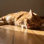 9 Adorable Pictures of Pet Cats That Perfectly Capture Cat Life