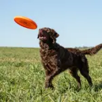 Chocolate Lab Mixed With Golden Retriever: 9 Predictable Traits