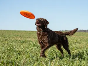 Read more about the article Chocolate Lab Mixed With Golden Retriever: 9 Predictable Traits