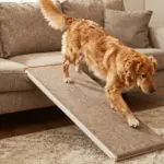 9 Unexpected Traits of a Golden Retriever Mixed With Dachshund