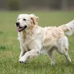 9 Things to Know About the Rare Golden Retriever in White