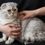 9 Things You Must Know Before Getting a British Fold Cat