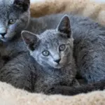 9 Steps to Finding Your Perfect Russian Blue Cat Kittens