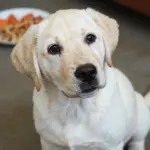 Yellow Labrador Retriever Dog: 8 Reasons They’re Irresistible