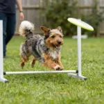 8 Key Questions to Ask Before You Buy a Mini Aussie Shepherd for Sale