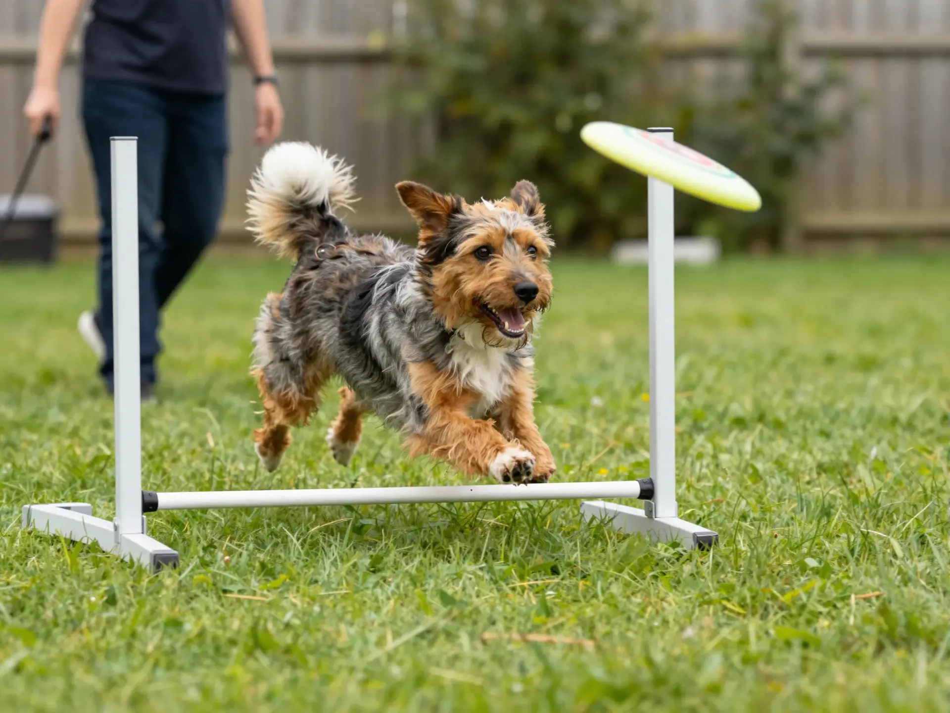 Read more about the article 8 Key Questions to Ask Before You Buy a Mini Aussie Shepherd for Sale