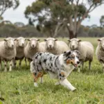 8 Australian Sheep Dogs Breeds You Probably Haven’t Heard Of