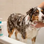Dog Grooming Australian Shepherd: An 8-Step Guide for a Healthy Coat