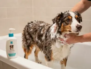 Read more about the article Dog Grooming Australian Shepherd: An 8-Step Guide for a Healthy Coat