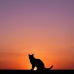 9 Vibrant Orange Cat Wallpaper Pics for a Cozy Vibe