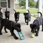 9 Training Secrets for Your Labrador Retriever Black Puppy