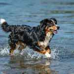 9 Stunning Photos of the Australian Shepherd Black Tri (And Breed Facts)