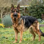 9 Types of German Shepherd Dogs: From Show Lines to Working Lines