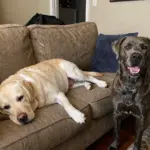 Labrador Retriever English vs American: 9 Crucial Comparisons