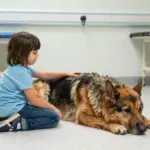 8 Majestic King German Shepherd Dogs and What Makes Them Unique