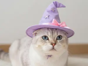 Read more about the article 8 Cute Kawaii Halloween Cat Costumes & DIY Ideas Your Feline Will Actually Tolerate
