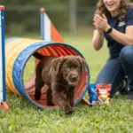 8 Irresistible Facts About the Chocolate Brown Labrador Puppy