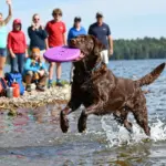 Labrador Retriever Dog Breed: 9 Reasons They’re #1 for Families