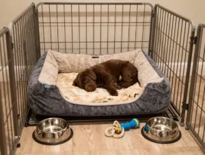 Read more about the article 8-Step Guide to Caring for Your Chocolate Labrador Retriever Puppy
