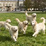 British Cream Golden Retriever: 8 Breed Insights Before You Buy