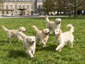 Read more about the article British Cream Golden Retriever: 8 Breed Insights Before You Buy