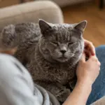 9 Pics of Cute Cats That Are Scientifically Proven to Reduce Stress