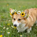 8 Pictures of a Dog With Flower Crowns & Bouquets: A Joyful Visual Celebration
