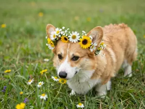 Read more about the article 8 Pictures of a Dog With Flower Crowns & Bouquets: A Joyful Visual Celebration