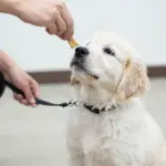 9 Questions Answered About White Golden Retriever Dogs