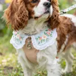 9 Aesthetic Dog Collar Ideas for a Stylish Pup