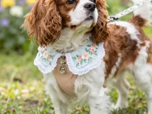 Read more about the article 9 Aesthetic Dog Collar Ideas for a Stylish Pup