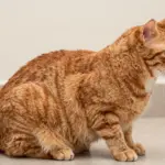 9 Irresistible Facts About the Classic Orange Tabby Cat