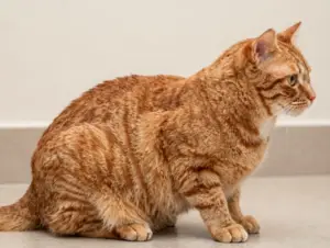 Read more about the article 9 Irresistible Facts About the Classic Orange Tabby Cat