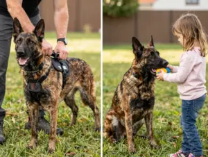 Read more about the article 8 Reasons Why Dutch Shepherd Dogs Are the Ultimate Working Breed