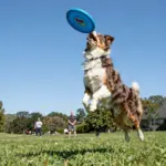 9 Incredible Traits of an Australian Shepherd Mixed Border Collie