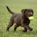 9 Unique Characteristics of the Chocolate Brown Lab Puppy