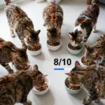 8 Reasons Wellness Core Cat Food Tops Our Vet’s List