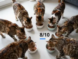 Read more about the article 8 Reasons Wellness Core Cat Food Tops Our Vet’s List