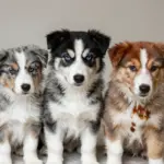 9 Stunning Facts About the Australian Shepherd Mixed With Husky