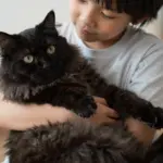 8 Elegant Black Cat Breeds That Defy the Superstitions