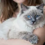 9 Beautiful Russian Blue Mix Cats and Their Adorable Traits