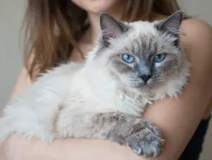 Read more about the article 9 Beautiful Russian Blue Mix Cats and Their Adorable Traits