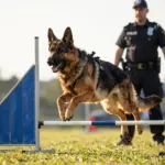 9 Reasons Why the German Shepherd K9 Police is the Top Choice