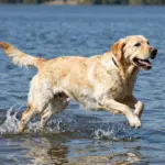 The Ultimate Guide to the Golden Labrador Retriever Dog: 9 Key Traits