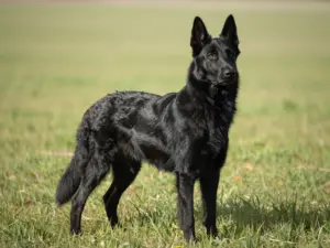 Read more about the article 8 Belgian Shepherd Dog Breed Varieties: A Complete Guide
